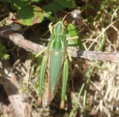 Omocestus viridulus