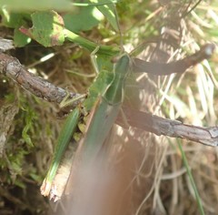 Omocestus viridulus