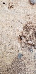 Pogonomyrmex rugosus