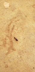 Pogonomyrmex rugosus