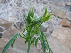Hibiscus fleckii