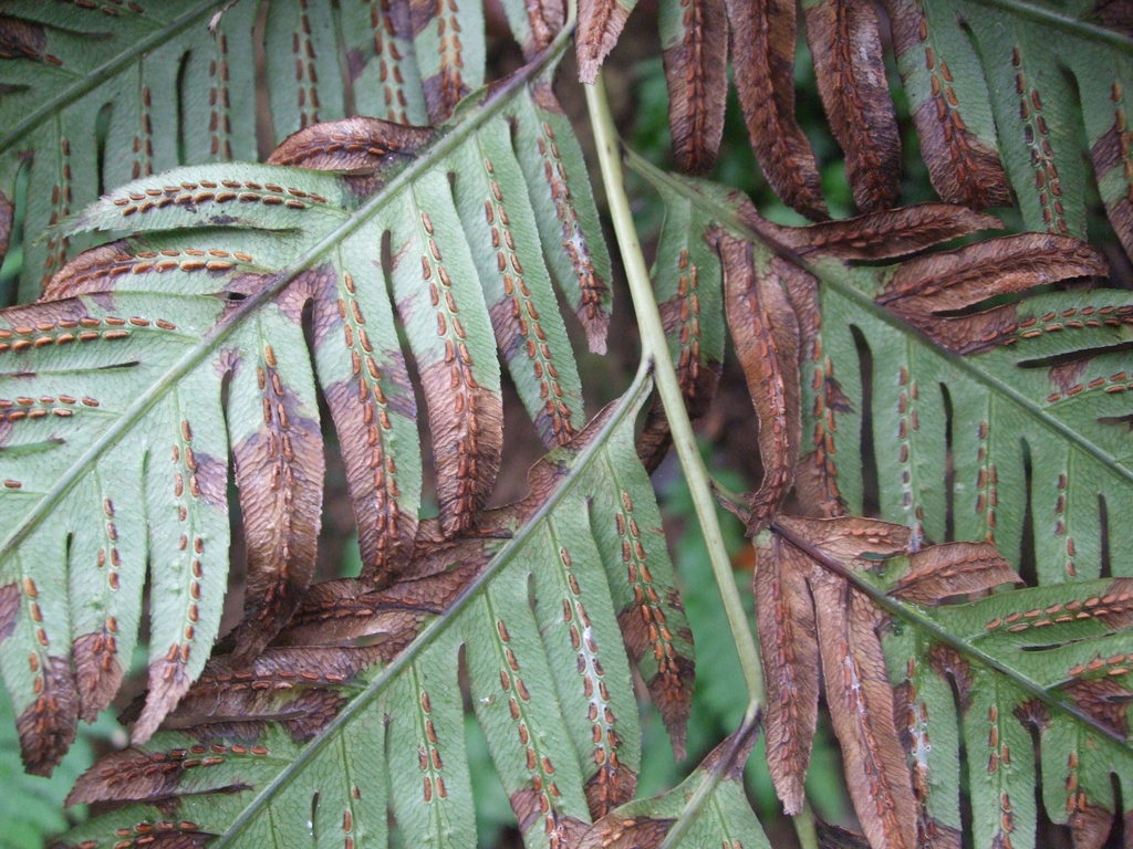 Oriental chain fern