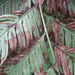 Woodwardia orientalis - Photo (c) 石川 Shihchuan, μερικά δικαιώματα διατηρούνται (CC BY-SA)