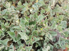 Aristolochia wrightii