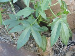 Hibiscus fleckii