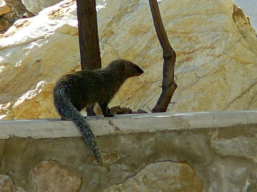 Cape Grey Mongoose, photo 7 of 9