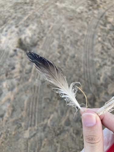 Plume de Puffin de Scopoli
