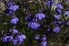 Lobelia setacea