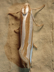 Pelochrista crambitana