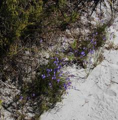 Lobelia setacea