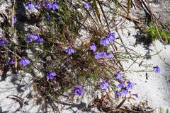 Lobelia setacea