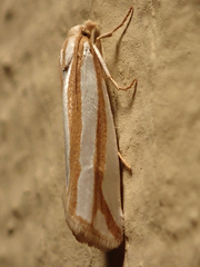 Pelochrista crambitana