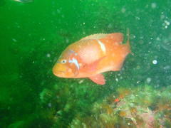 Chrysoblephus laticeps