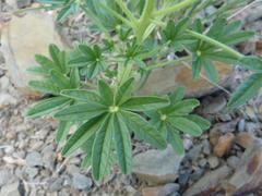 Cleome elegantissima