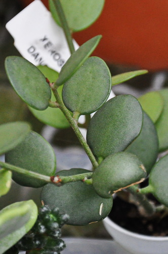 Silver Dollar Vine