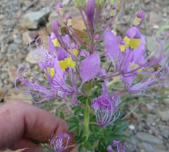 Cleome elegantissima