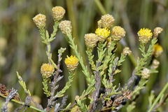 Marasmodes undulata