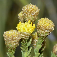 Marasmodes undulata