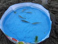 Scomber australasicus