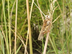 Entomophaga grylli