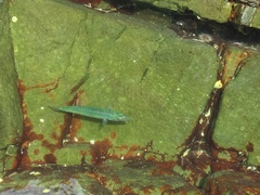 Scomber australasicus