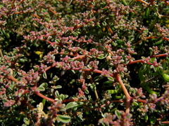 Aizoon portulacaceum