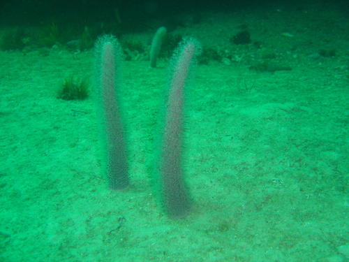 Actinoptilum molle