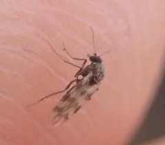 Culicoides impunctatus