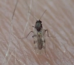 Culicoides impunctatus