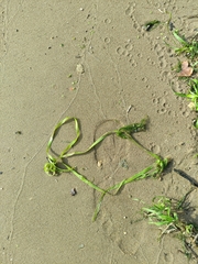 Vallisneria spiralis