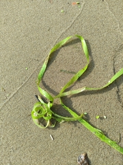 Vallisneria spiralis