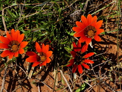 Gazania rigida