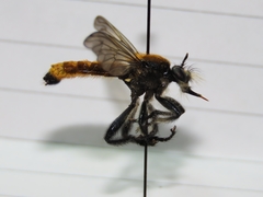 Laphria aktis