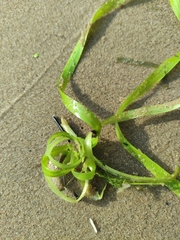 Vallisneria spiralis