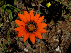 Gazania rigida