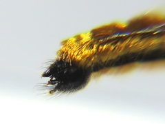 Laphria aktis