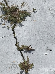 Schistocerca americana