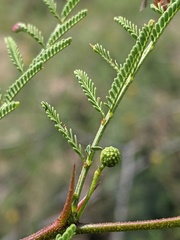 Vachellia vernicosa