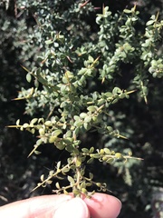 Condalia microphylla