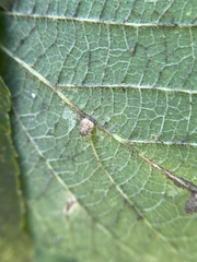 Celticecis pyriformis