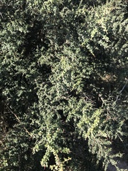 Condalia microphylla