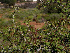 Gloveria integrifolia