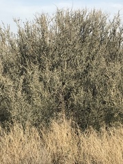 Geoffroea decorticans