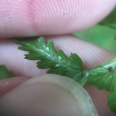 Athyrium oppositipennum