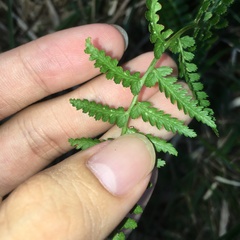 Athyrium oppositipennum