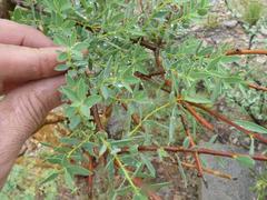 Euphorbia guerichiana image