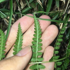 Athyrium oppositipennum