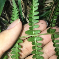 Athyrium oppositipennum