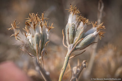 Tetradymia tetrameres