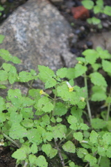 Erythranthe tenella